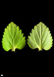 Veronica javanica. Leaf surfaces, adaxial (left) and abaxial (right). Scale = 1 mm.
 Image: P.J. Garnock-Jones © P.J. Garnock-Jones CC-BY-NC 3.0 NZ
